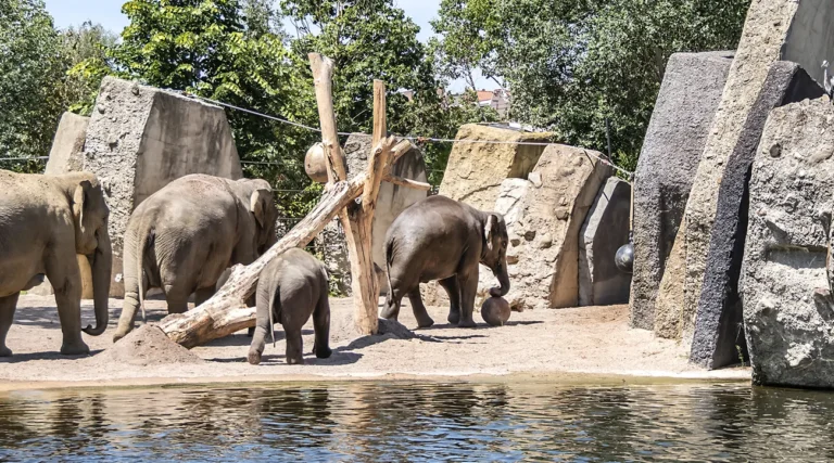 Elephant in Amsterdam Artis Zoo