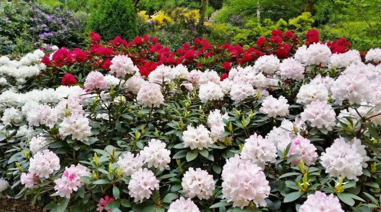 White and red rhododendrons flowering in the gardens of Amstelpark, Amsterdam