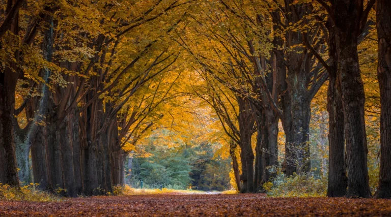 An avenue of tall trees with golden autumn leaves in Amsterdamse Bos