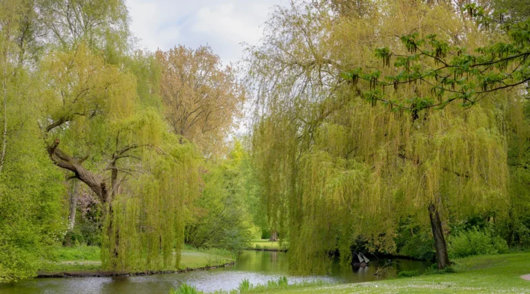 Willow trees and fresh spring greenery beside the pond in Beatrixpark, Amsterdam
