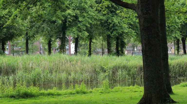 Green trees and waterside planting in Erasmuspark, Amsterdam West