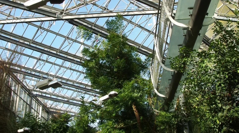 Tropical plants beneath the glass roof of a Hortus Botanicus Amsterdam greenhouse, photographed in 2015