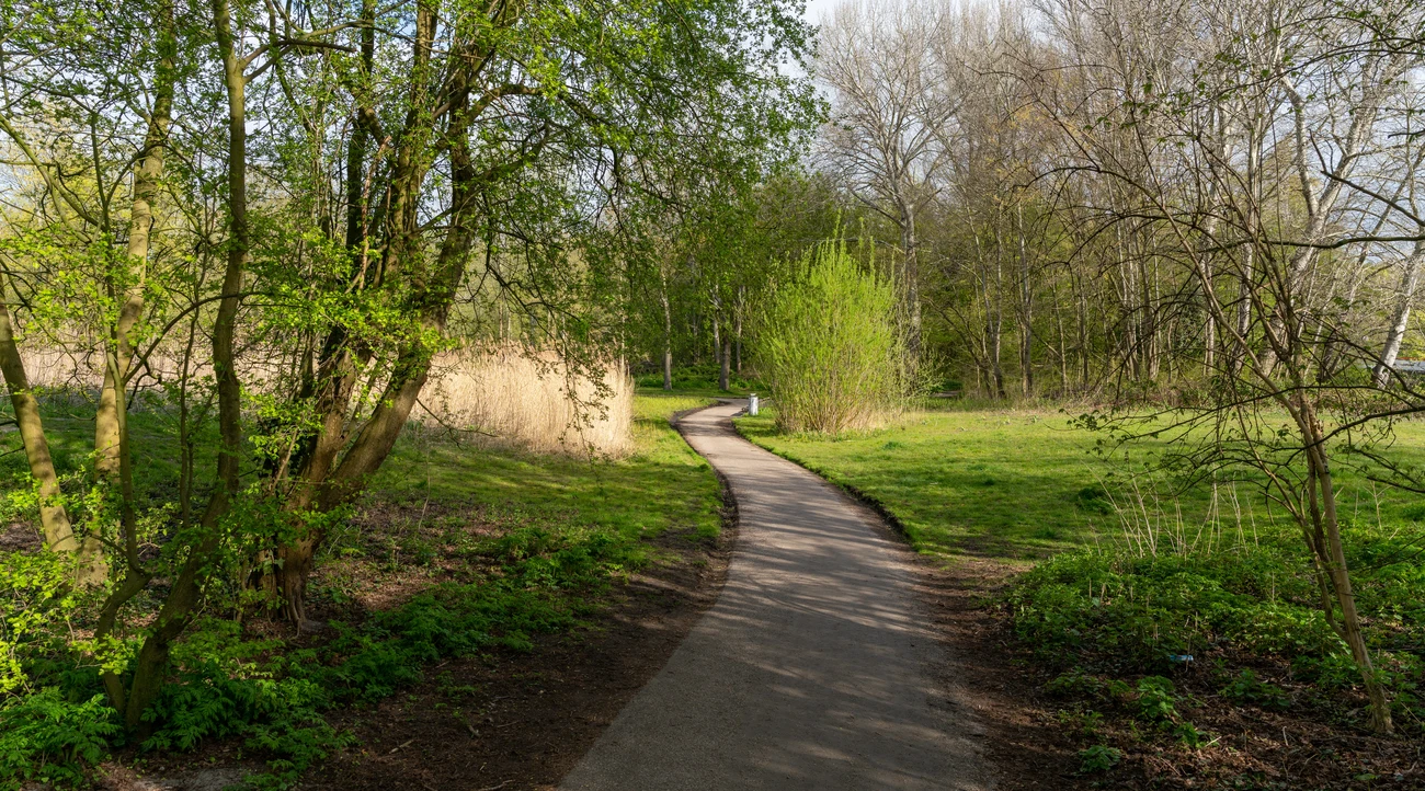 A winding path through trees and fresh green planting in Rembrandtpark, Amsterdam
