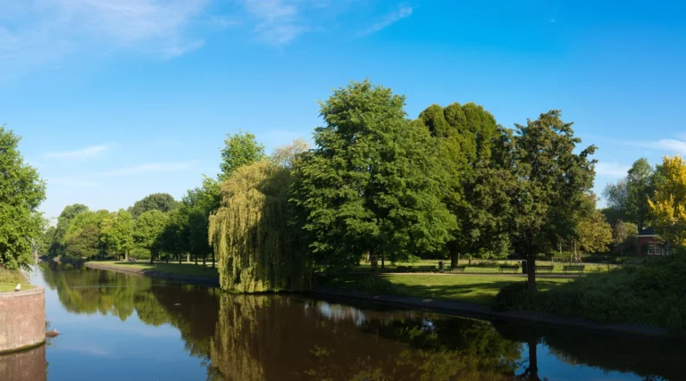 Green trees reflected in the water on a sunny day in Westerpark, Amsterdam